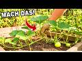 So geizt du eine Kürbis Pflanze richtig aus! (Für mehr Früchte!)