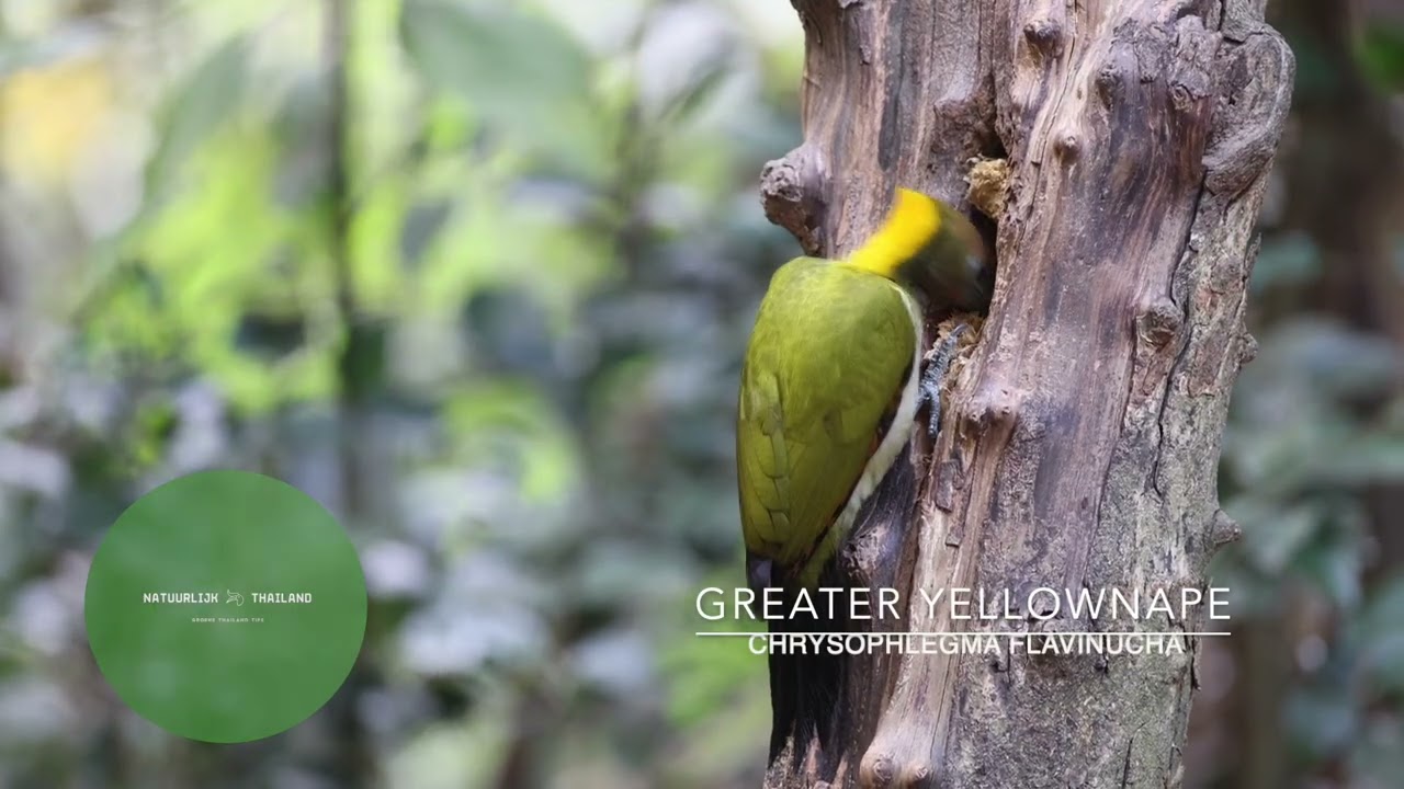 Greater yellownape (female)