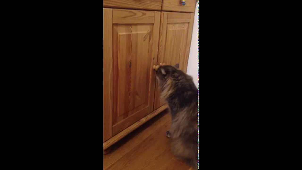 Maine Coon opens door YouTube