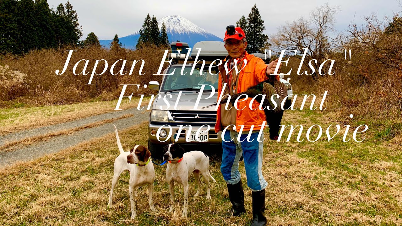 狩猟・キジ猟】Japanese pheasant hunting with Japan Elhew pointer