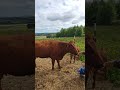 Live highlight: Herd Update #cow #calf #homesteading