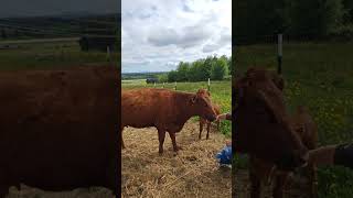 Live highlight: Herd Update #cow #calf #homesteading