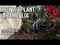 How to Plant a Camellia - First Plant at New House