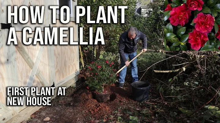 How to Plant a Camellia - First Plant at New House - DayDayNews
