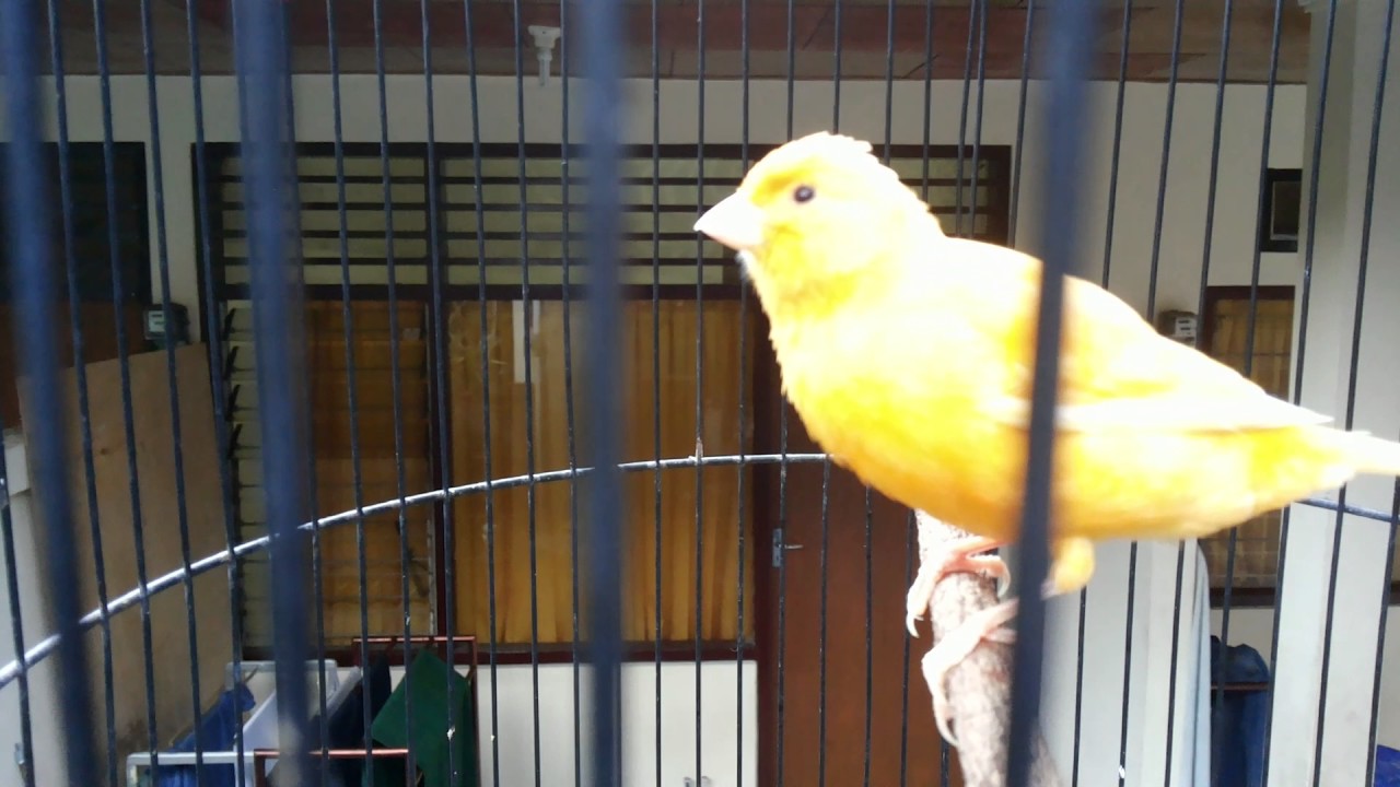 Kenari Af Umur 4 Bulan Calon Tukang Ketik Nampaknya Youtube