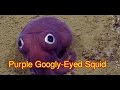 Purple Googly-Eyed Squid - googly eyed purple squid sighting delights scientists