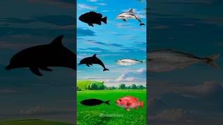 One Of These Ocean Creatures Doesnt Belongshorts usa