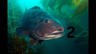 LIVE! | Subnautica 2 Blind Stream!