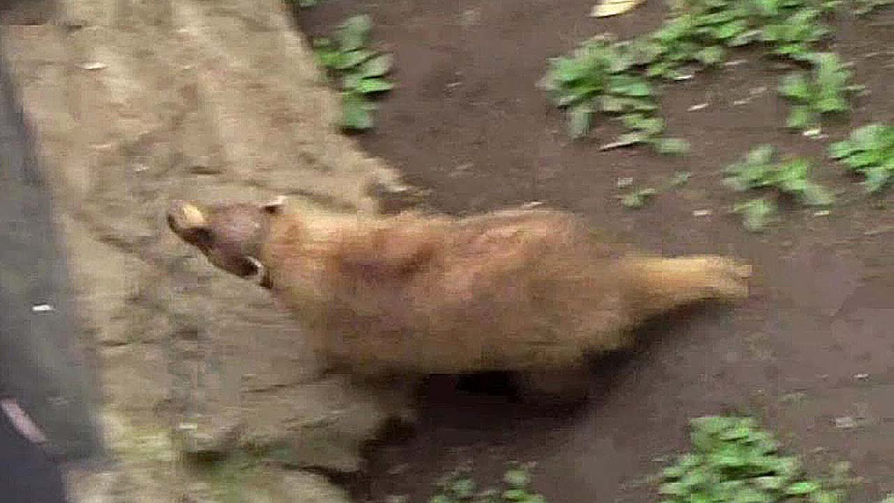 camera iphone 8 plus apk ひたすら上体を逸らし続けるニホンアナグマ（上野動物園）その2 Japanese badger