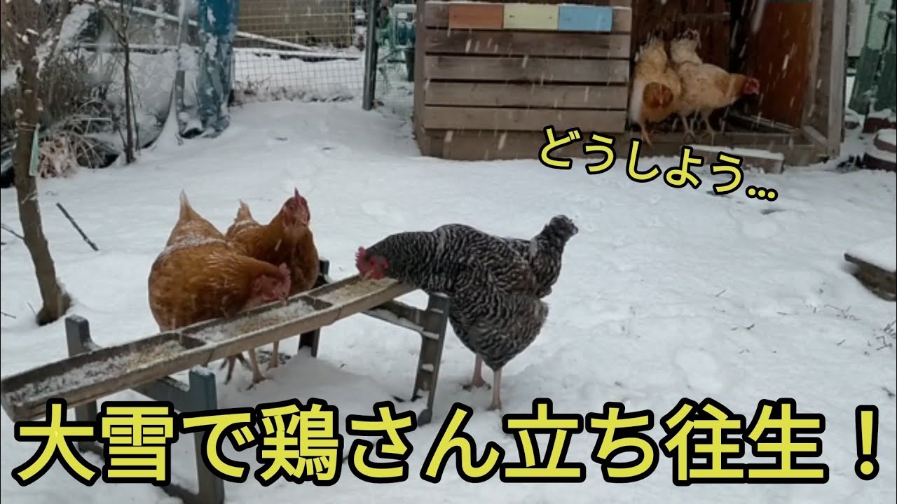 【大雪と鶏】雪を目のあたりした鶏さんの驚きの行動とは！？