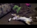 Playtime