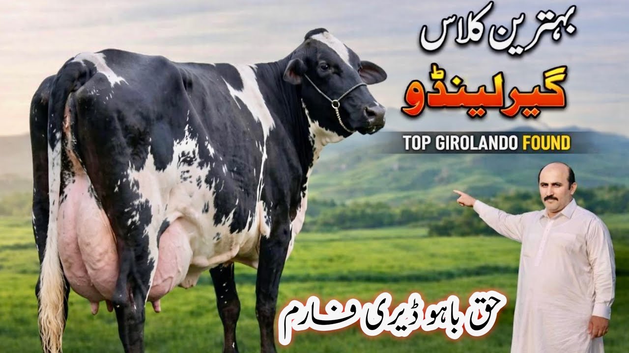 🐄 Top Girolando Cow | Behtareen Class Giralando Cow For Sale | Haq Bahoo Dairy Farm 
