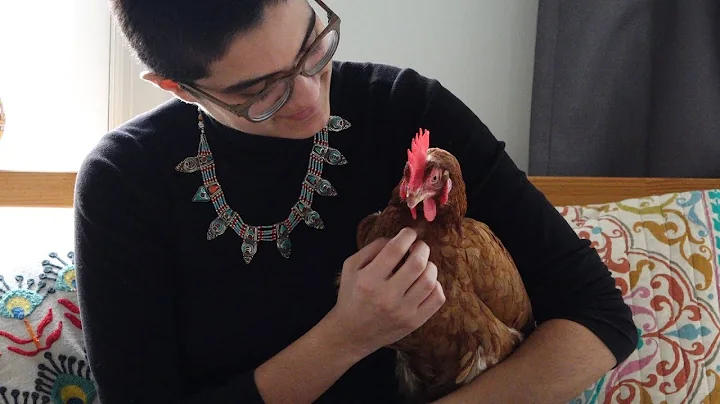 Corrie lives: Meet this activist chicken who lives...