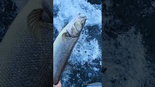 Big Northern Pike Minnow Ice Fishing