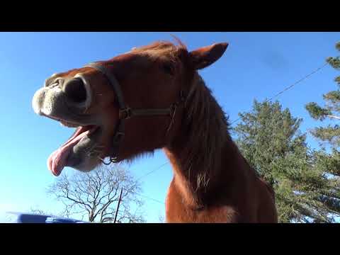Horse training for logging - a Suffolk Punch is being prepared for the first pull in harness.