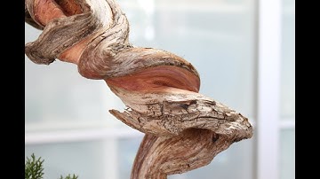 Juniperus sabina bonsai "Free-style" by Gabriel Romero Aguade