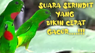 Tembakan Tajam Suara Serindit Gacor Memanggil Lawan