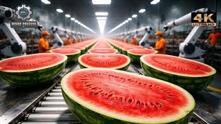 Inside a Modern Watermelon Processing Plant: From Whole Melons to Sweet Red Juice (Full Process)