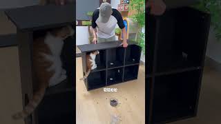 DIY Multifunctional Grid Cabinet! Share the Space with Your Kitten