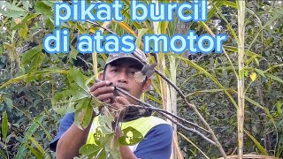 🔴pikat Burcil Sore hari💦  Di Atas Motor poin ciblek kepala merah dan kemade