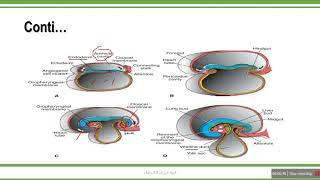 EMBRYO LES 11 Derivatives of The Endodermal Germ Layer