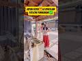 Japan shrine manners ⛩️#shorts #explorejapan #trending