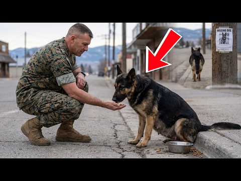 A Marine saved a pregnant German Shepherd. Her disappearance exposed a heartbreaking secret.