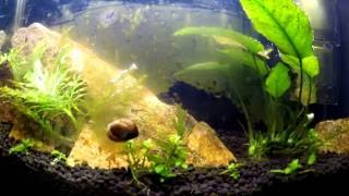 Nerite Snail Time Lapse