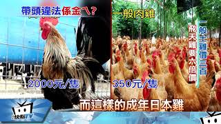 20171114中天新聞 陳金德民宿揭密 養高貴「飛天雞」不手軟