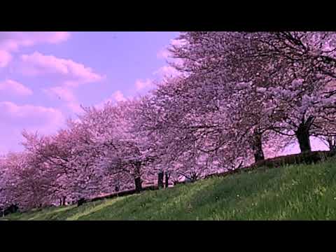いきものがかり SAKURA ゆうこりん ゆうこりんチャンネル