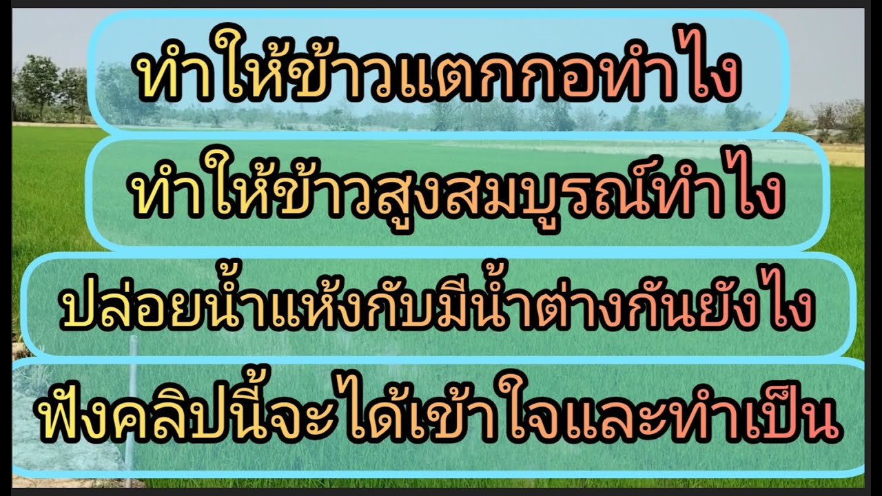 วิธีทําให้ข้าวแตกกอดีต้นสูงต้นใหญ่