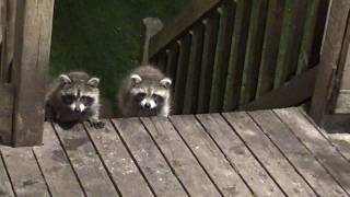 BABY RACCOONS ARRIVE SATURDAY