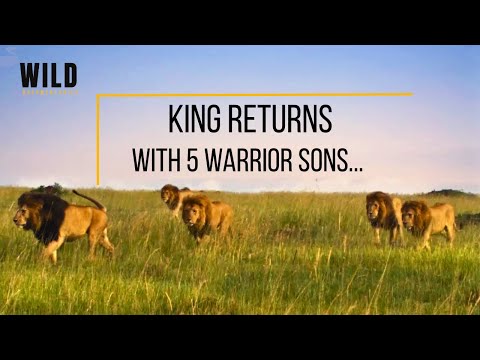 Lion returns with 5 Warrior Sons to reclaim the Maras | Notch & sons | revengestory  #wildlife
