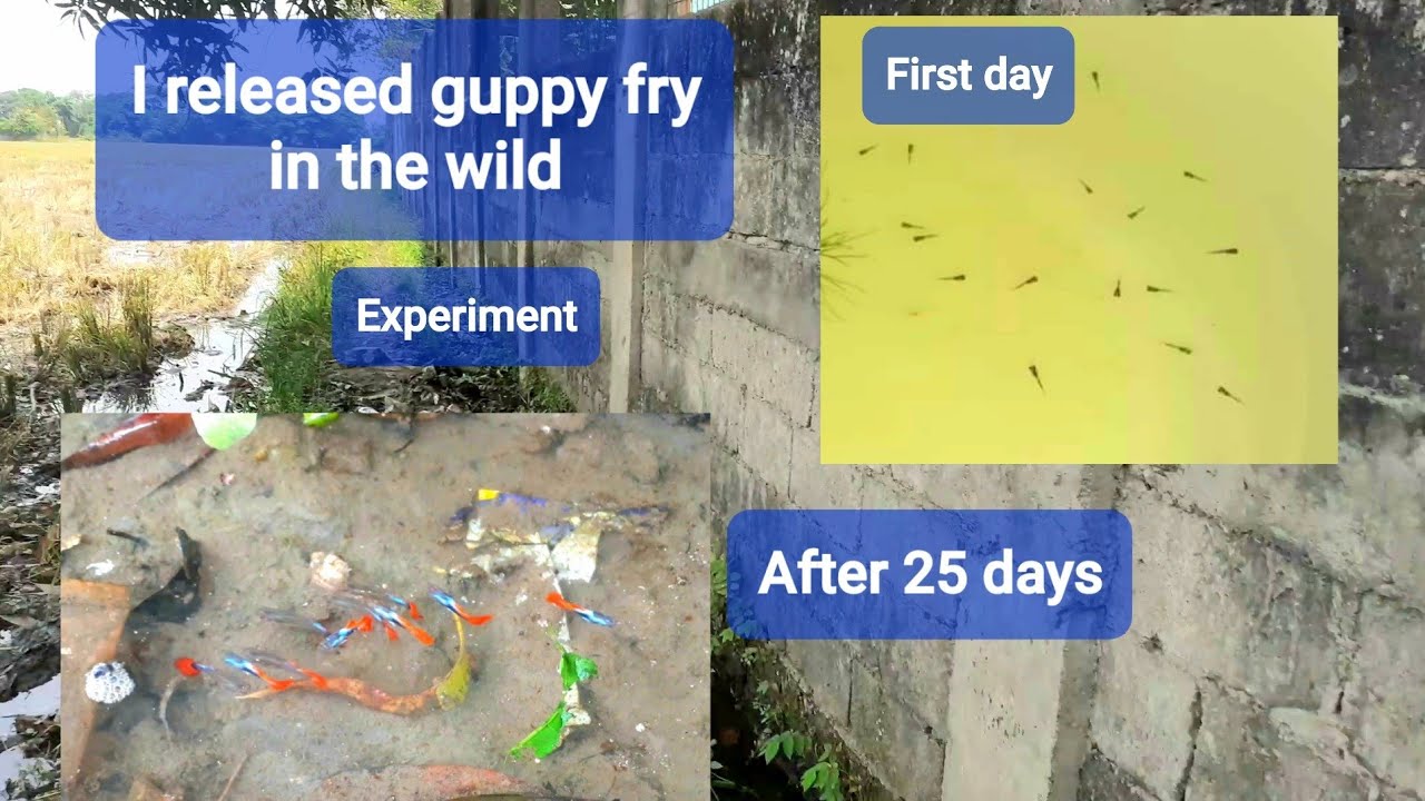 Experiment I released the guppy fry into the wild
