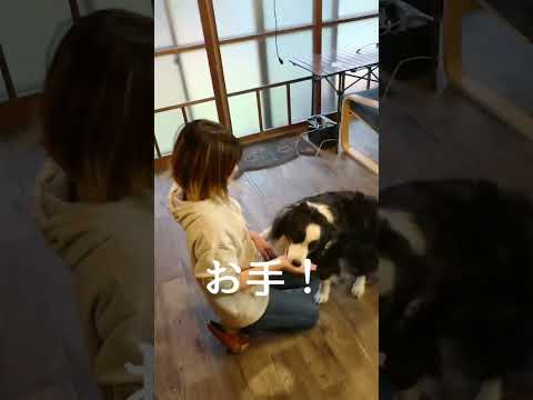 しつけに失敗したボーダーコリーの末路…#犬 # #dog #かわいい動物 #かわいい犬  #bordercollie