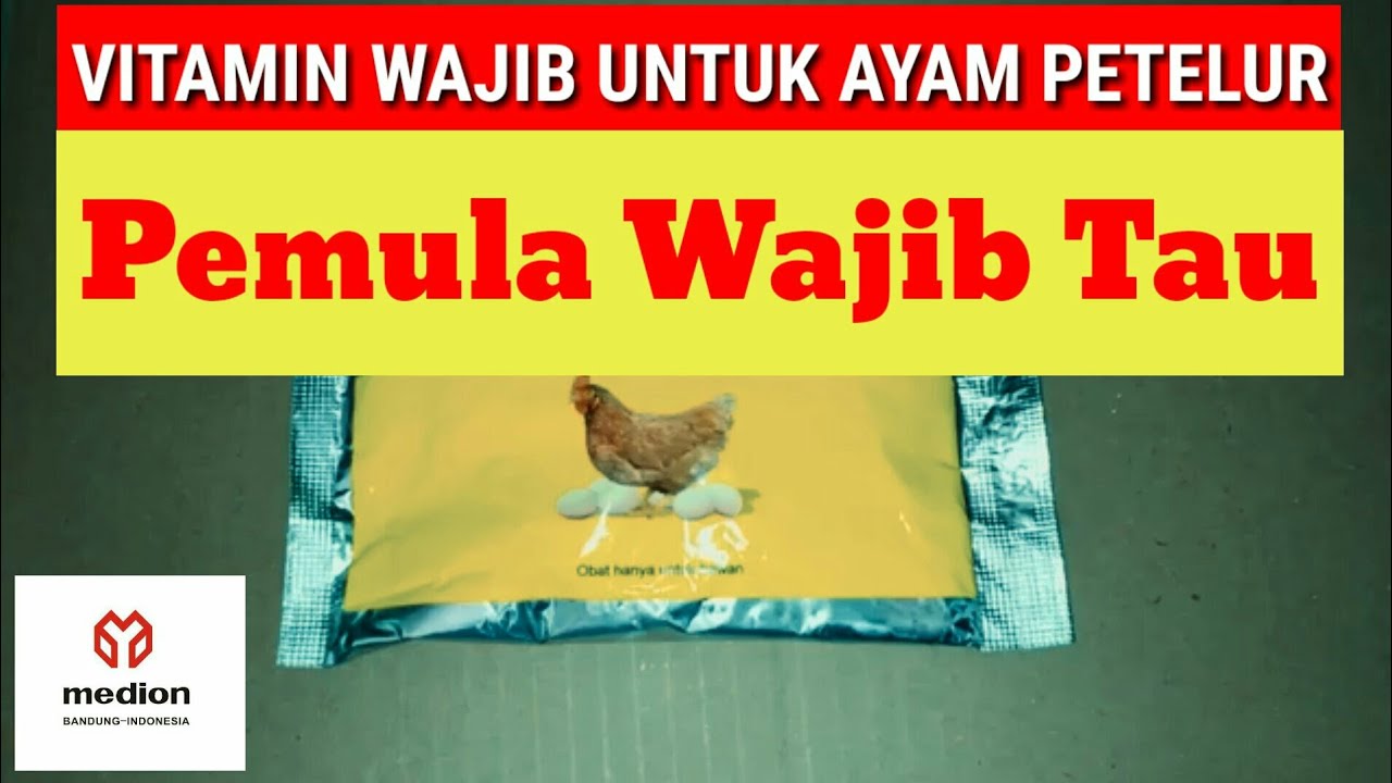 Vitamin Terbaik untuk Ayam Petelur: Meningkatkan Produksi Telur dan Kesehatan Unggas Vitamin Terbaik untuk Ayam Petelur: Meningkatkan Produksi Telur dan Kesehatan Unggas