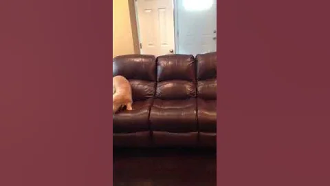 Harley being crazy
