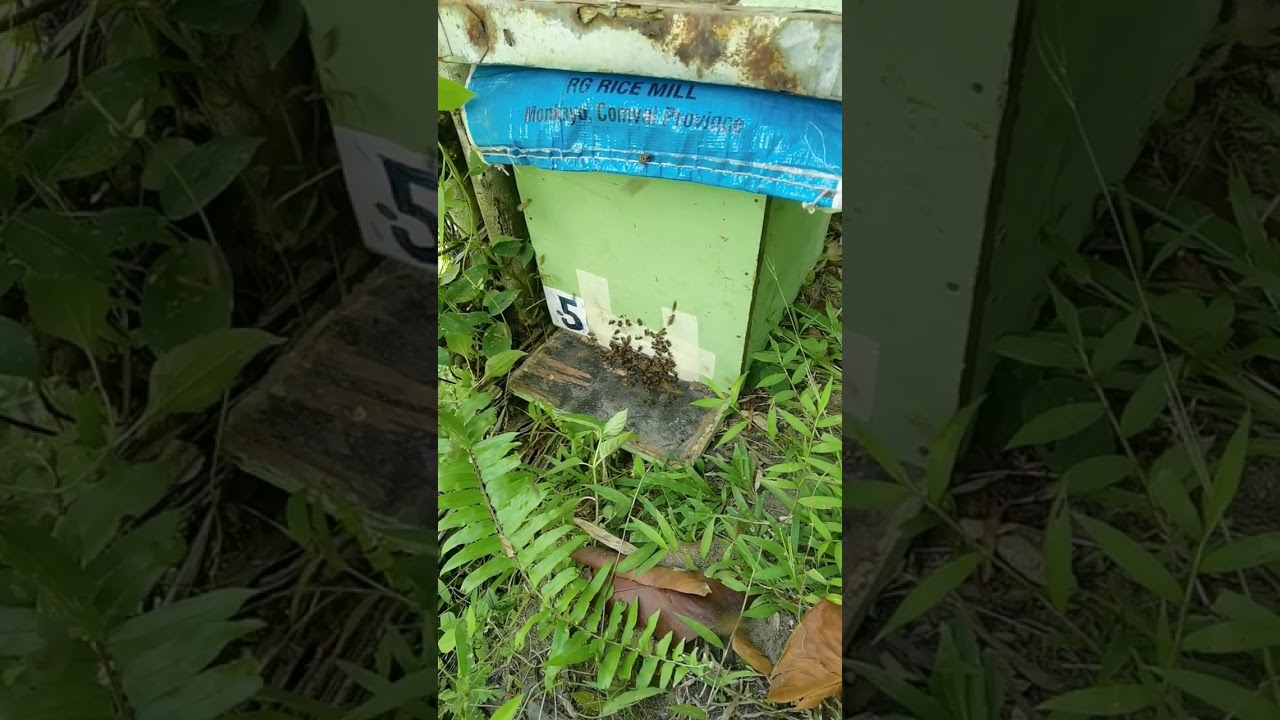 papano manghuli ng laywan sa wild