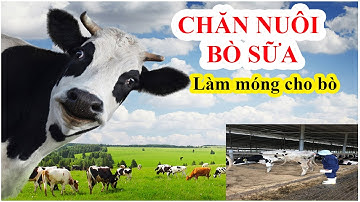 Đơn hàng chăn nuôi bò sữa || Xuất khẩu lao động nhật bản