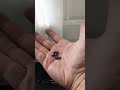 Air gun barrel blockage