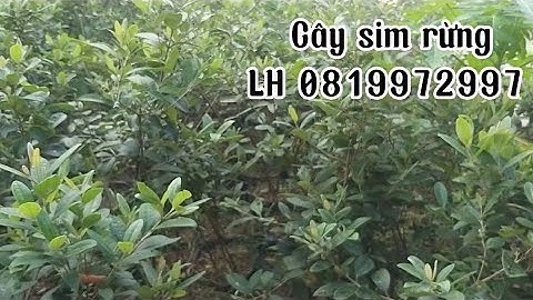 Sỉ lẻ cây sim rừng/Cây sim đã chớm chín mọng/lh 0819972997