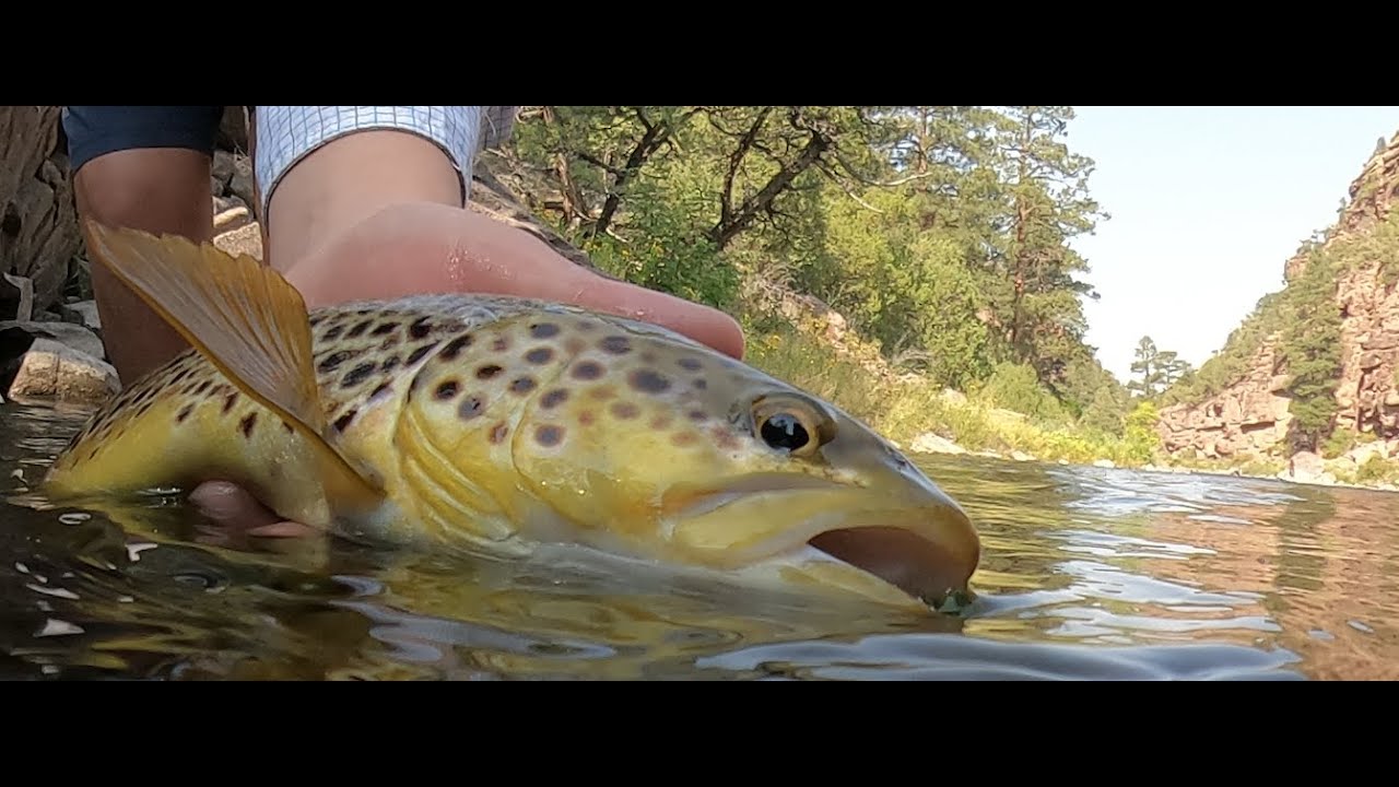 Fly fishing the Beautiful Green River, Utah YouTube