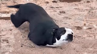 Don’t Leave Me — The Heart-Wrenching Cry of a Dog With Severed Legs, Still Fighting to Live