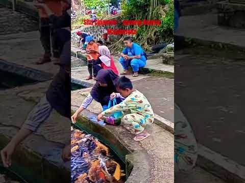 Ngasih Makan Ikan Hias #shorts #short #trendingshorts #ikan #ikanhias #ikankoi