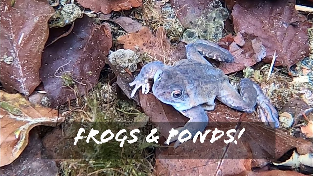 Frogs  Ponds!