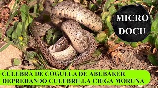 MicroDocu - Depredación de culebra de cogulla sobre culebrilla ciega moruna - Marruecos