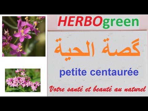 Vidéo: Petite Centaurée