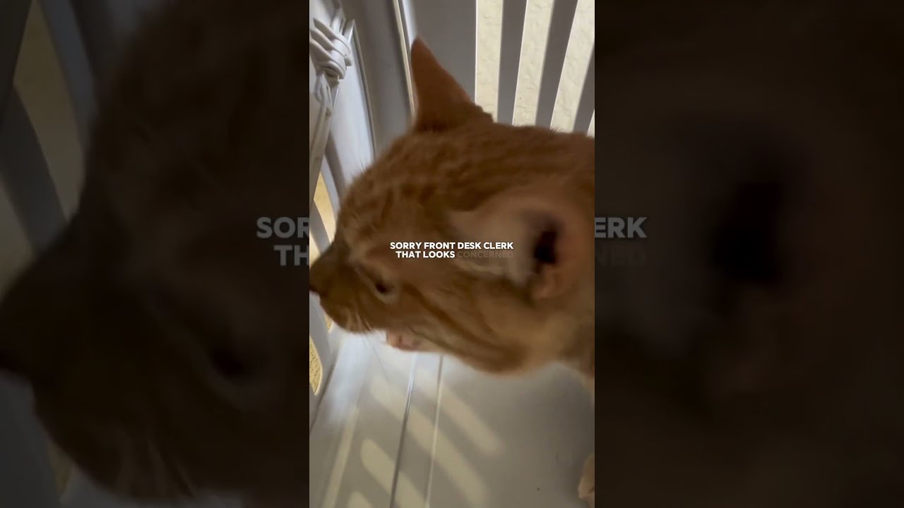What Traveling With REAL Cats Looks Like