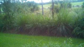 Droid X Test Video In Outdoors scene.