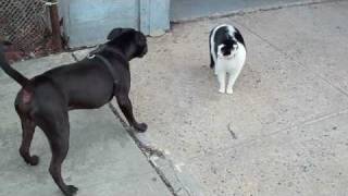 Killer Pitbull vs little pussy cat on NYC street.
